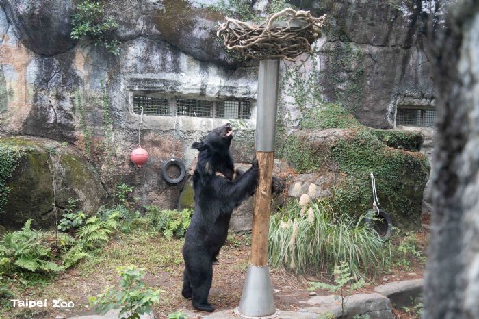 像樹又像鳥巢的神秘裝置？原來是黑熊「黑輪」的益智覓食遊樂場！